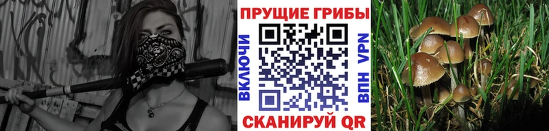 KRAKEN как зайти  даркнет формула  Высоцк  Псилоцибиновые грибы Psilocybe  цена  